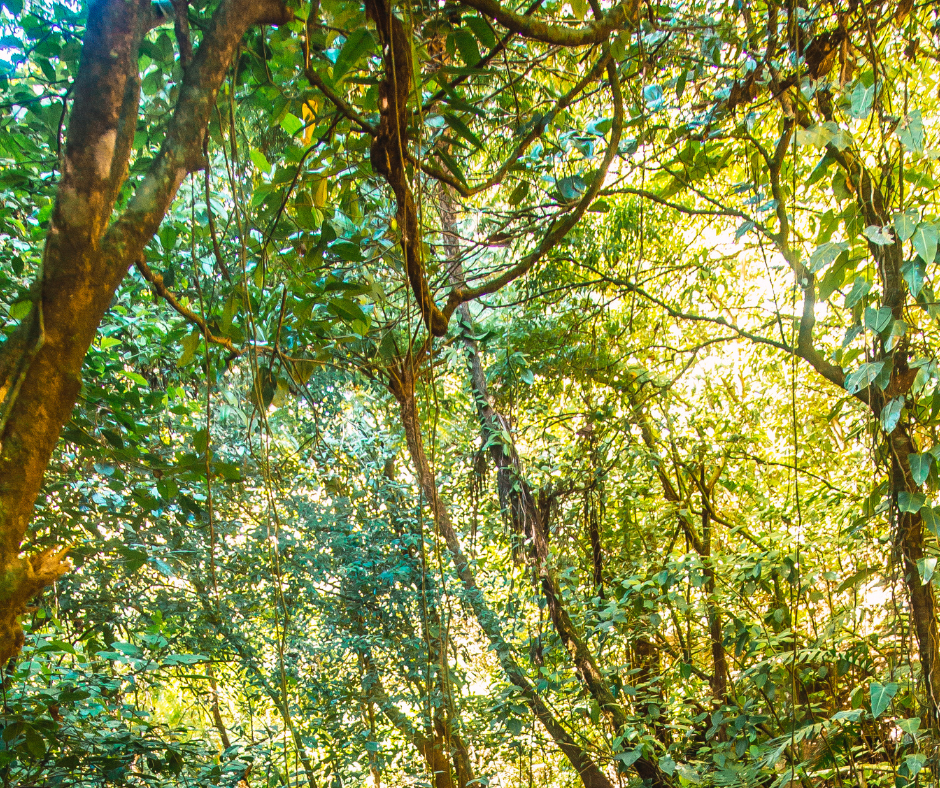 Green trees 